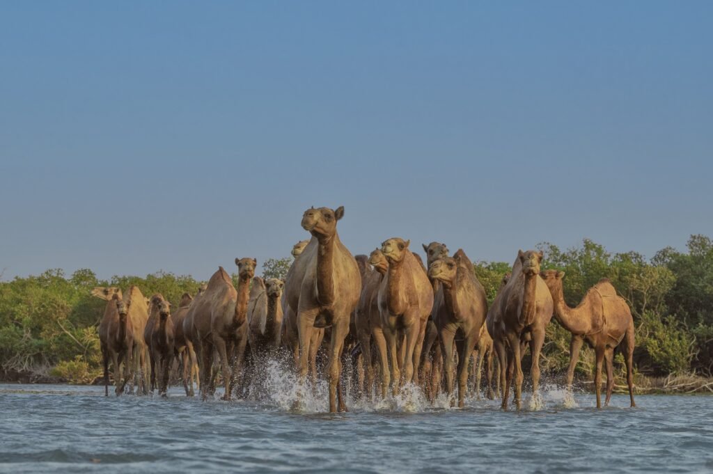 Ministry of Culture reveals grant to support research and innovation in the field of camel studies
